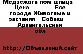 Медвежата пом шпица › Цена ­ 40 000 - Все города Животные и растения » Собаки   . Архангельская обл.